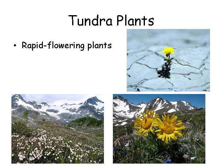 Tundra Plants • Rapid-flowering plants 