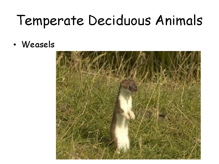 Temperate Deciduous Animals • Weasels 
