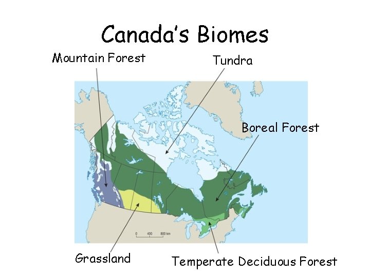 Canada’s Biomes Mountain Forest Tundra Boreal Forest Grassland Temperate Deciduous Forest 