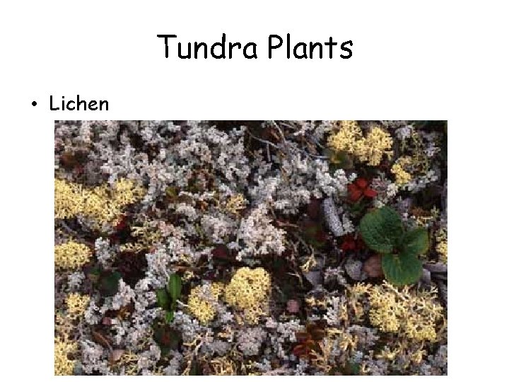 Tundra Plants • Lichen 