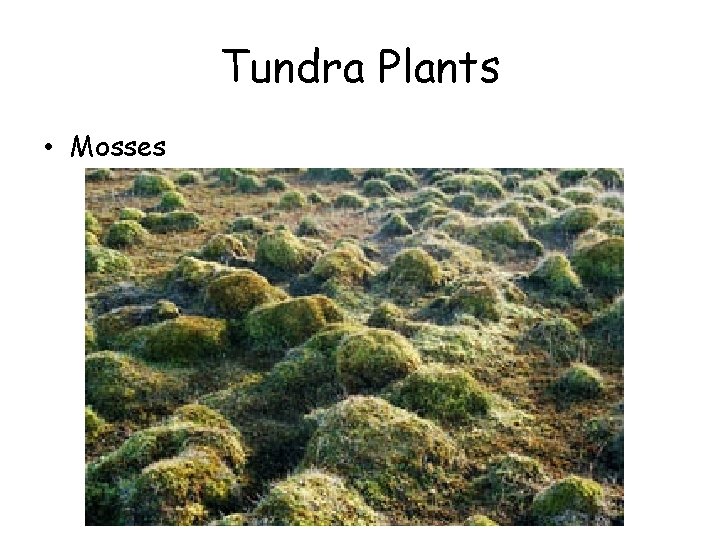 Tundra Plants • Mosses 