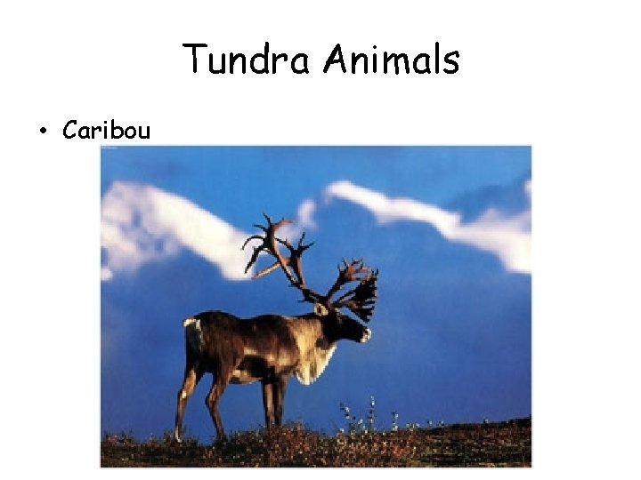 Tundra Animals • Caribou 