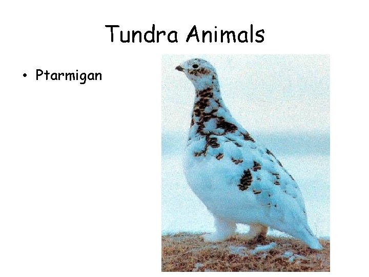 Tundra Animals • Ptarmigan 