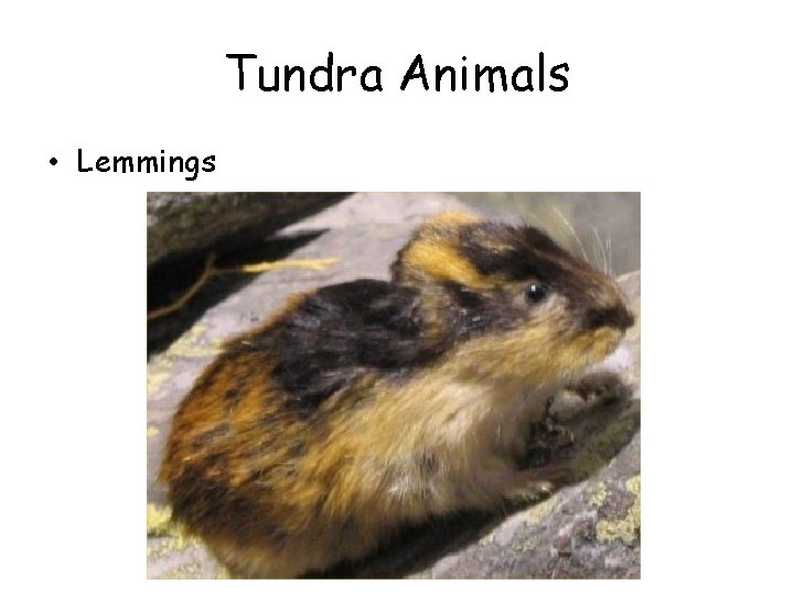 Tundra Animals • Lemmings 
