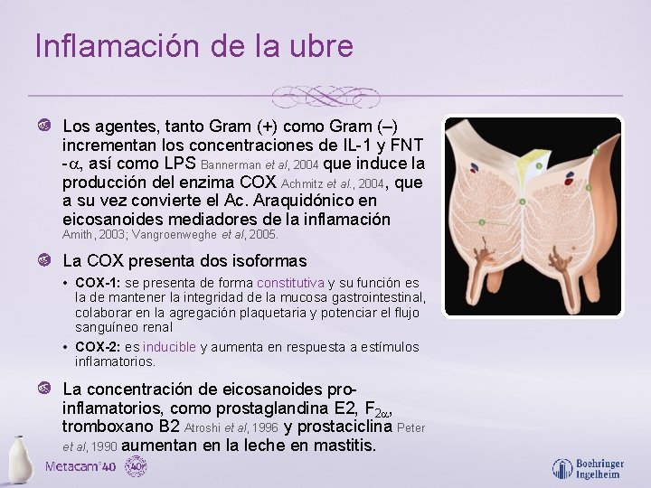 Inflamación de la ubre Los agentes, tanto Gram (+) como Gram (–) incrementan los