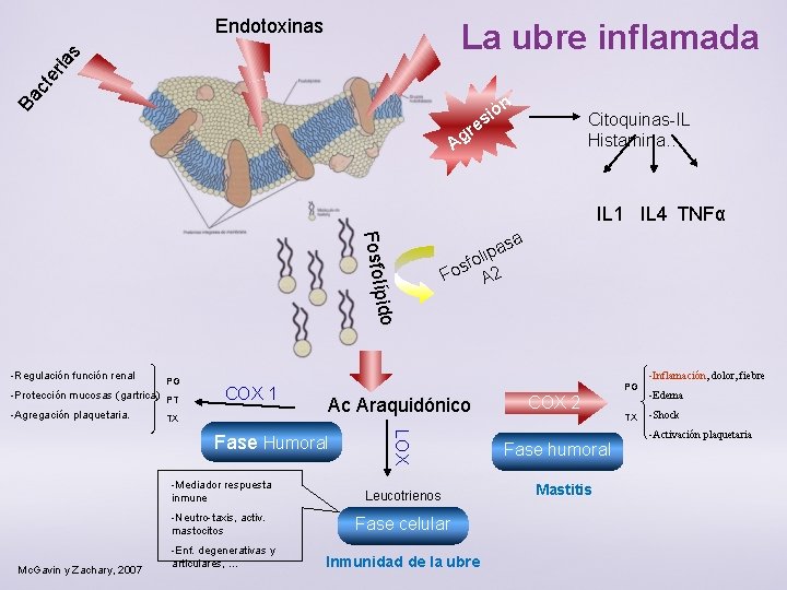 Endotoxinas Ba ct er ia s La ubre inflamada ón i es r Ag