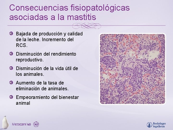 Consecuencias fisiopatológicas asociadas a la mastitis Bajada de producción y calidad de la leche.