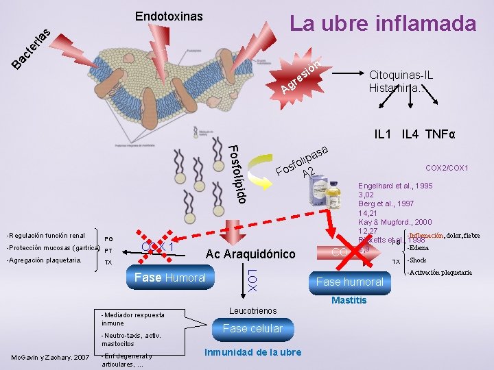 Endotoxinas Ba ct er ia s La ubre inflamada ón i es r Ag