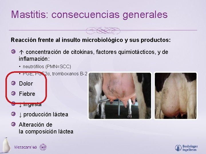 Mastitis: consecuencias generales Reacción frente al insulto microbiológico y sus productos: concentración de citokinas,
