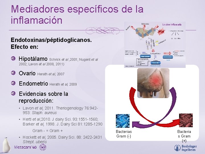 Mediadores específicos de la inflamación Endotoxinas/péptidoglicanos. Efecto en: Hipotálamo Schrick et al , 2001;