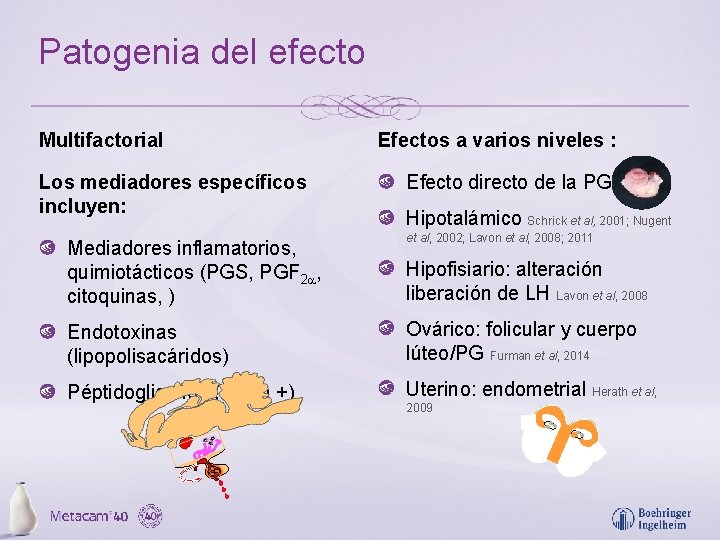 Patogenia del efecto Multifactorial Los mediadores específicos incluyen: Mediadores inflamatorios, quimiotácticos (PGS, PGF 2