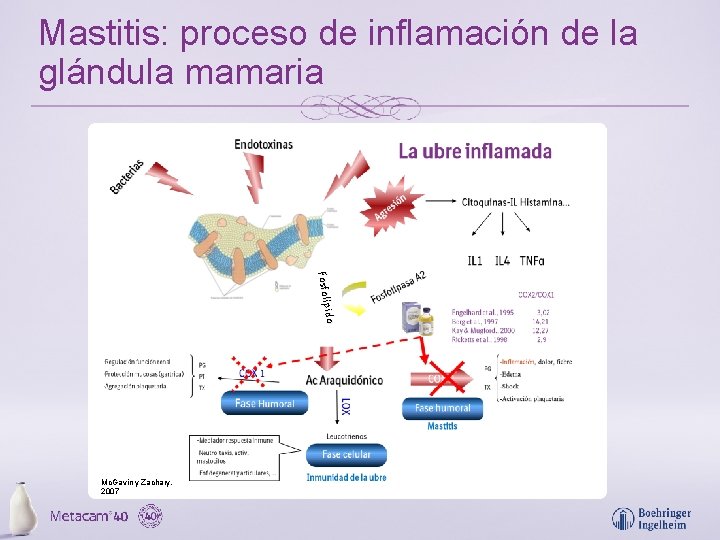 Mastitis: proceso de inflamación de la glándula mamaria ido Fosfolíp Mc. Gavin y Zachary.