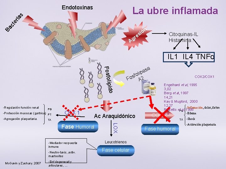 Endotoxinas Ba ct er ia s La ubre inflamada ón i es r Ag