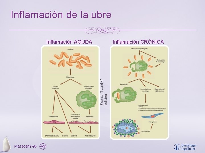 Inflamación de la ubre Inflamación CRÓNICA Fuente: Tizard 4ª edición Inflamación AGUDA 