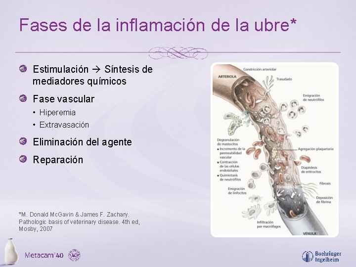 Fases de la inflamación de la ubre* Estimulación Síntesis de mediadores químicos Fase vascular