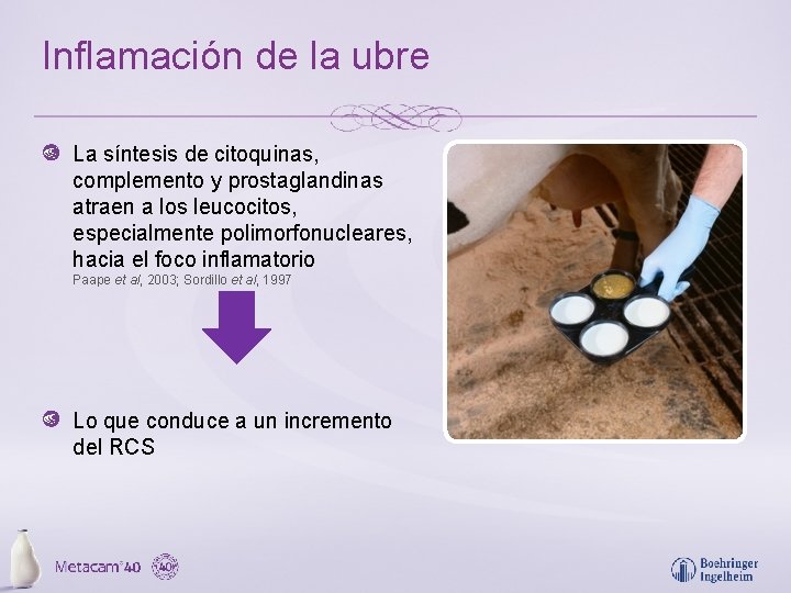 Inflamación de la ubre La síntesis de citoquinas, complemento y prostaglandinas atraen a los