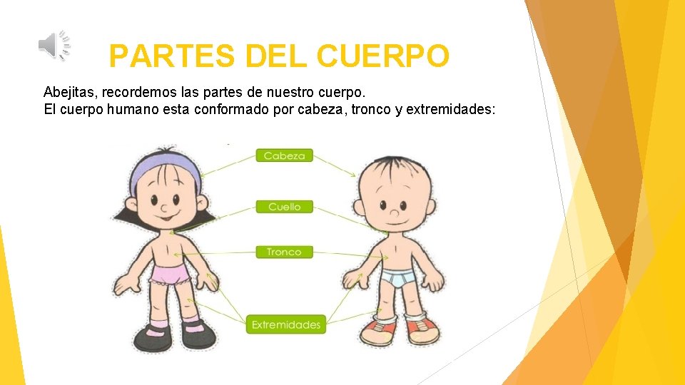 PARTES DEL CUERPO Abejitas, recordemos las partes de nuestro cuerpo. El cuerpo humano esta