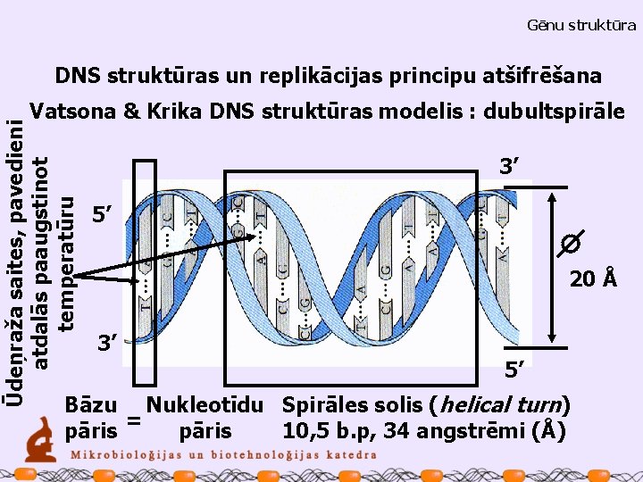 Gēnu struktūra DNS struktūras un replikācijas principu atšifrēšana Ūdeņraža saites, pavedieni atdalās paaugstinot temperatūru