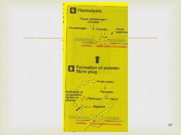  angelica kresnamurti, 2007 15 