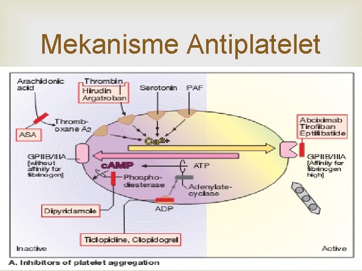 Mekanisme Antiplatelet 
