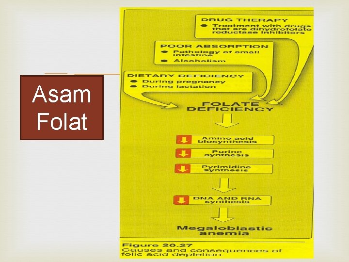 Asam Folat 