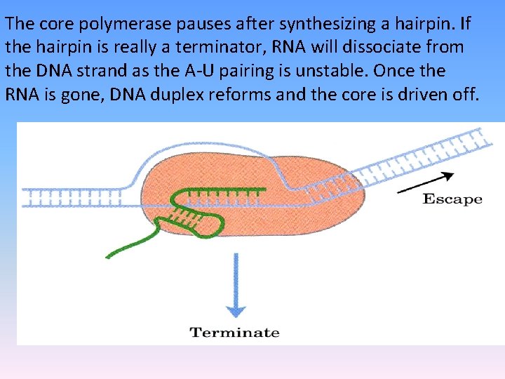 The core polymerase pauses after synthesizing a hairpin. If the hairpin is really a