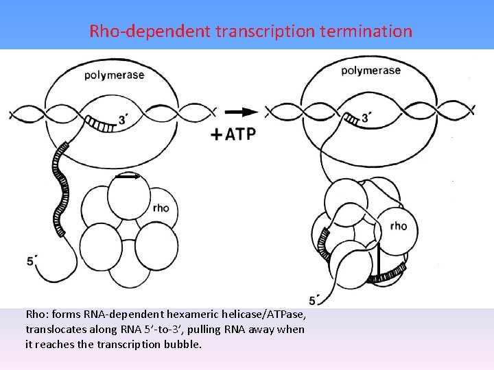 Rho-dependent transcription termination Rho: forms RNA-dependent hexameric helicase/ATPase, translocates along RNA 5’-to-3’, pulling RNA
