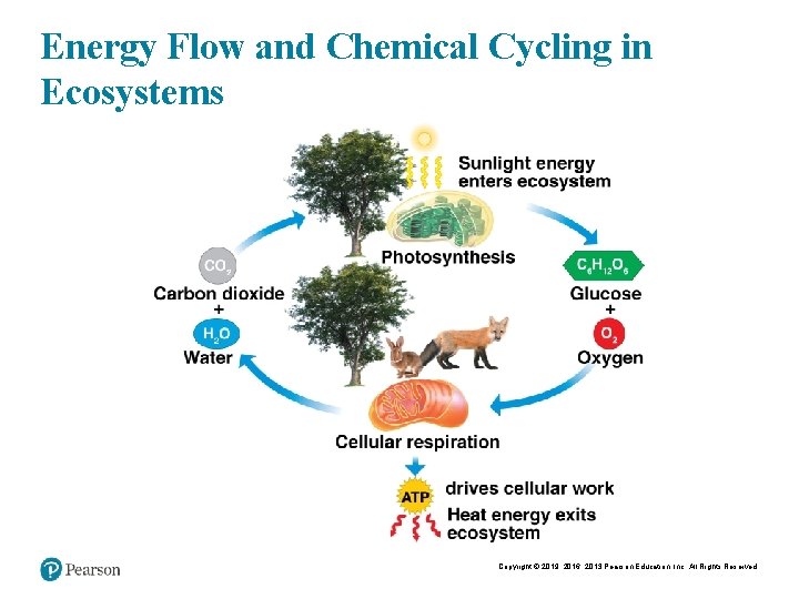 Energy Flow and Chemical Cycling in Ecosystems Copyright © 2019, 2016, 2013 Pearson Education,
