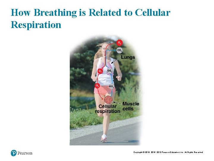 How Breathing is Related to Cellular Respiration Copyright © 2019, 2016, 2013 Pearson Education,
