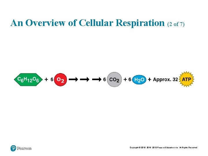 An Overview of Cellular Respiration (2 of 7) Copyright © 2019, 2016, 2013 Pearson