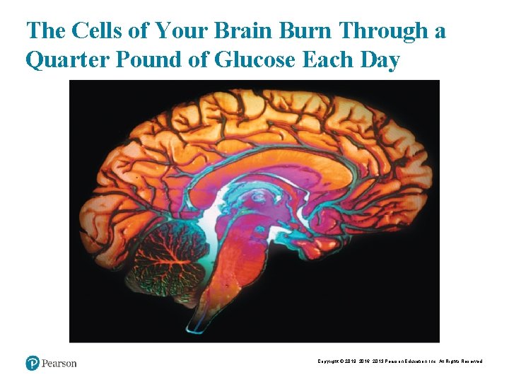 The Cells of Your Brain Burn Through a Quarter Pound of Glucose Each Day