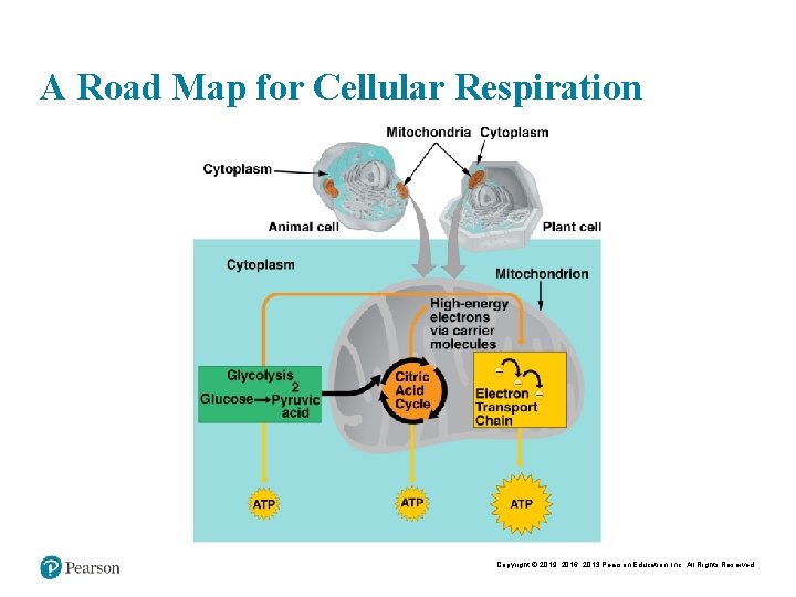 A Road Map for Cellular Respiration Copyright © 2019, 2016, 2013 Pearson Education, Inc.