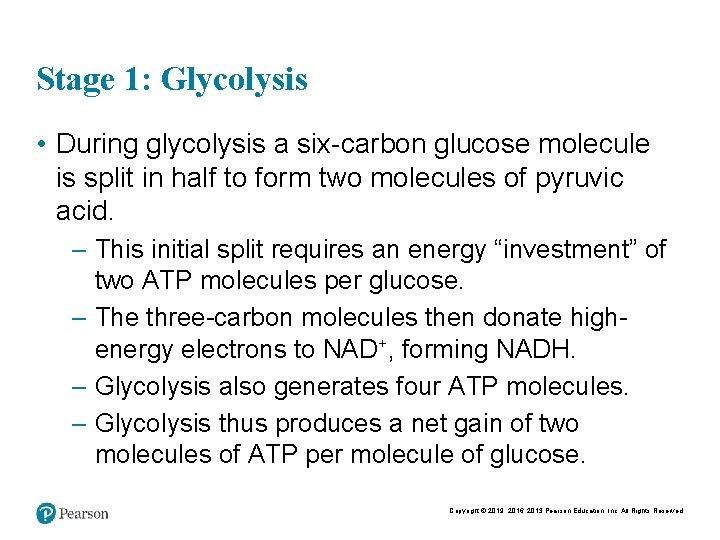 Stage 1: Glycolysis • During glycolysis a six-carbon glucose molecule is split in half