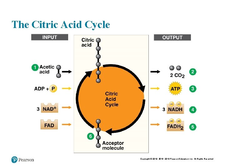 The Citric Acid Cycle Copyright © 2019, 2016, 2013 Pearson Education, Inc. All Rights