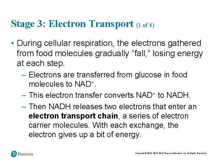 Stage 3: Electron Transport (1 of 4) • During cellular respiration, the electrons gathered