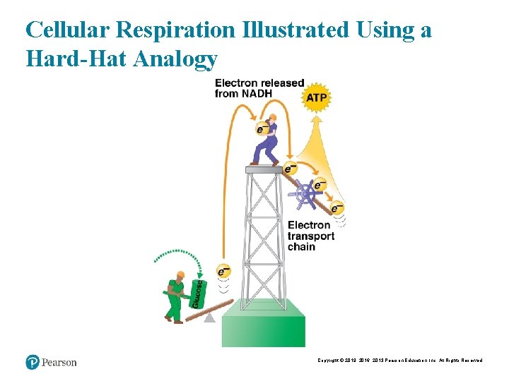 Cellular Respiration Illustrated Using a Hard-Hat Analogy Copyright © 2019, 2016, 2013 Pearson Education,