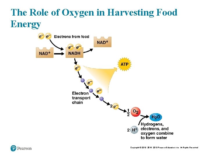 The Role of Oxygen in Harvesting Food Energy Copyright © 2019, 2016, 2013 Pearson