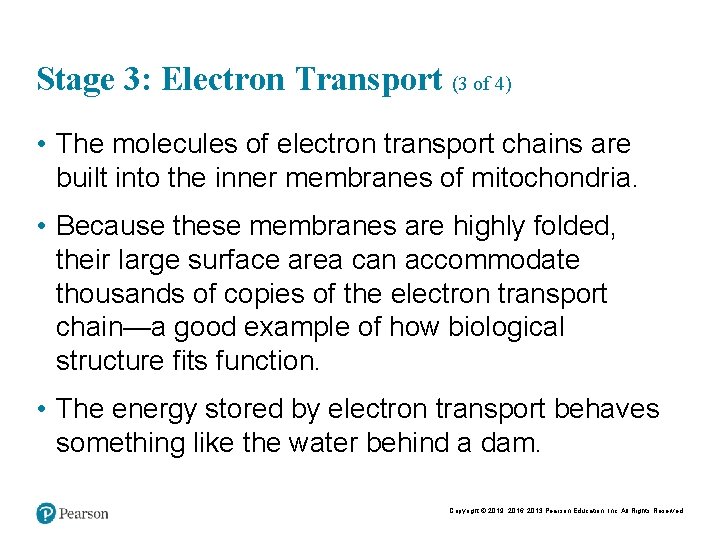 Stage 3: Electron Transport (3 of 4) • The molecules of electron transport chains