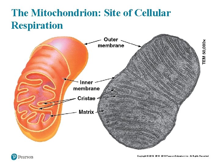 The Mitochondrion: Site of Cellular Respiration Copyright © 2019, 2016, 2013 Pearson Education, Inc.