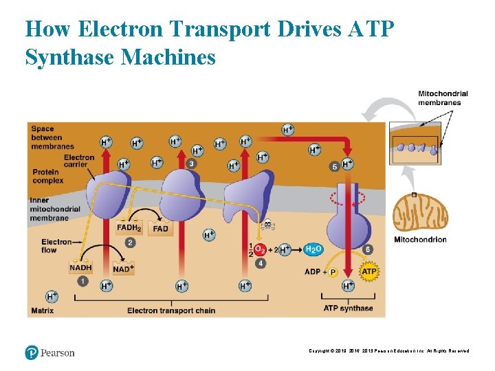 How Electron Transport Drives ATP Synthase Machines Copyright © 2019, 2016, 2013 Pearson Education,