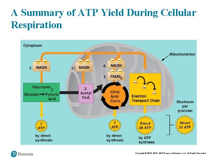 A Summary of ATP Yield During Cellular Respiration Copyright © 2019, 2016, 2013 Pearson