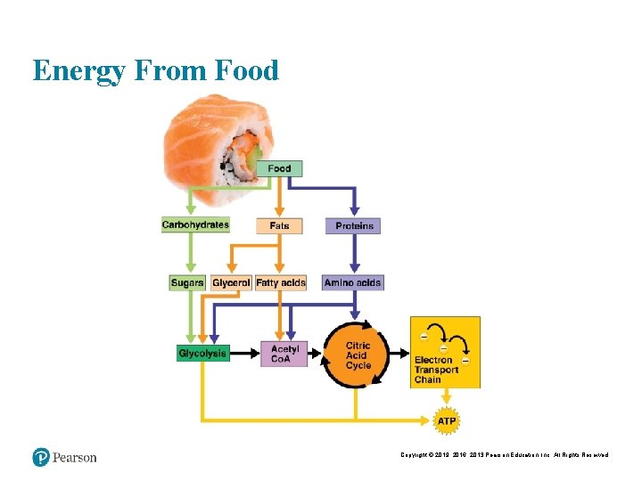 Energy From Food Copyright © 2019, 2016, 2013 Pearson Education, Inc. All Rights Reserved