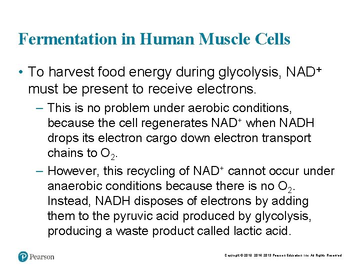 Fermentation in Human Muscle Cells • To harvest food energy during glycolysis, NAD+ must