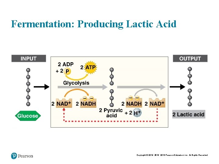 Fermentation: Producing Lactic Acid Copyright © 2019, 2016, 2013 Pearson Education, Inc. All Rights
