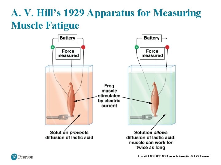 A. V. Hill’s 1929 Apparatus for Measuring Muscle Fatigue Copyright © 2019, 2016, 2013
