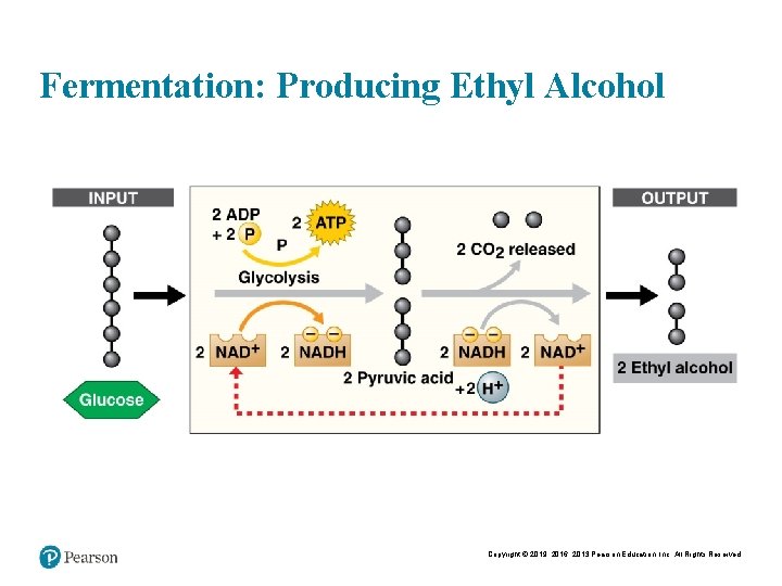 Fermentation: Producing Ethyl Alcohol Copyright © 2019, 2016, 2013 Pearson Education, Inc. All Rights