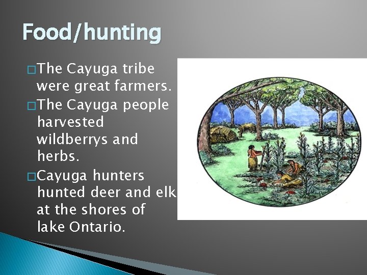 Food/hunting � The Cayuga tribe were great farmers. � The Cayuga people harvested wildberrys