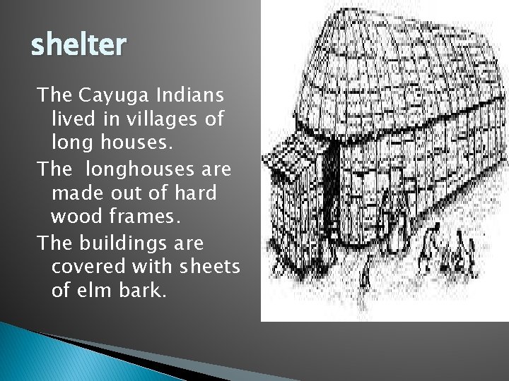 shelter The Cayuga Indians lived in villages of long houses. The longhouses are made