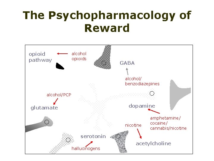 The Psychopharmacology of Reward opioid pathway alcohol opioids GABA alcohol/ benzodiazepines alcohol/PCP dopamine glutamate