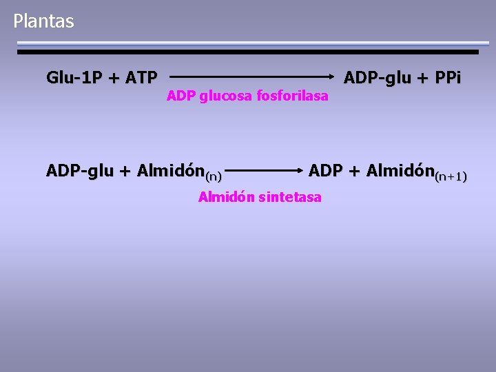 Plantas Glu-1 P + ATP ADP glucosa fosforilasa ADP-glu + Almidón(n) ADP-glu + PPi